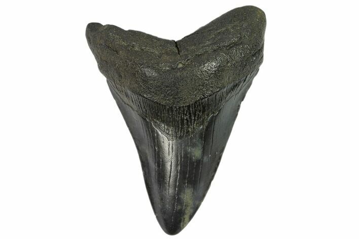 Bargain, Fossil Megalodon Tooth - South Carolina #124188
